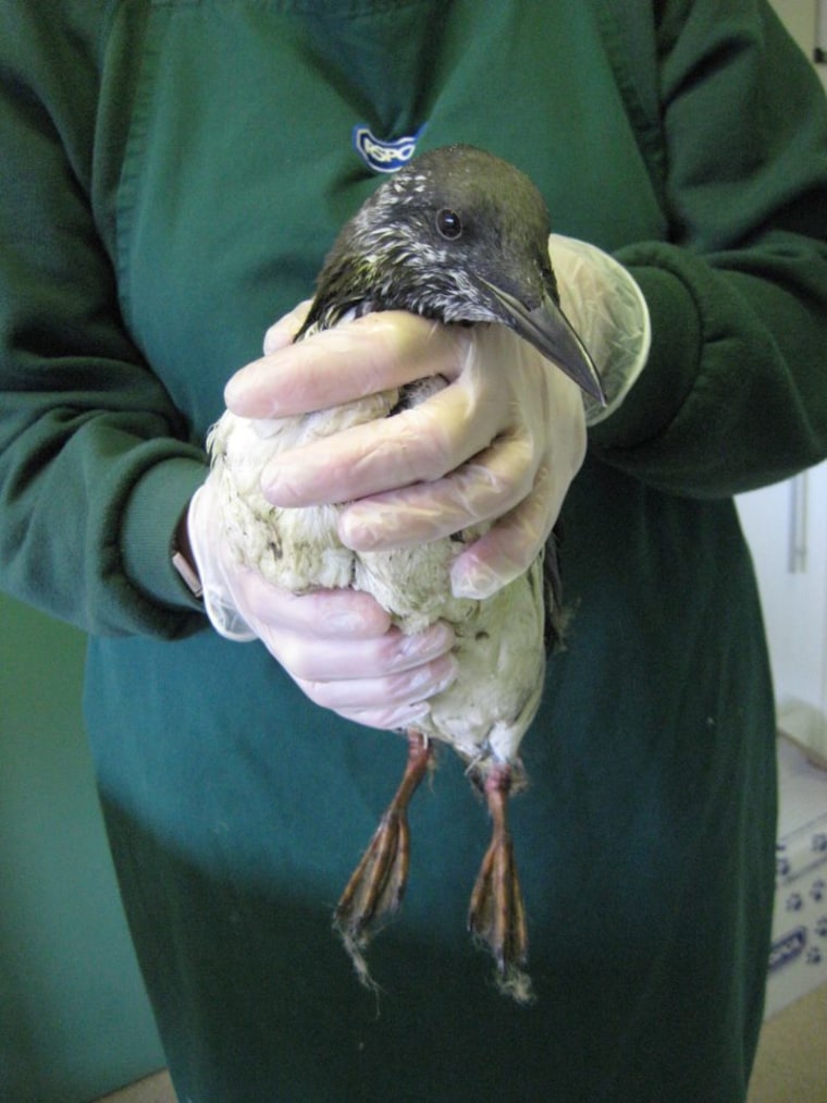 Image: A guillemot rescued by the Royal Society for the Prevention of Cruelty to Animals